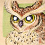 Crayola Artist Colored Pencils Owl