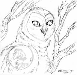 Barn Owl sketch