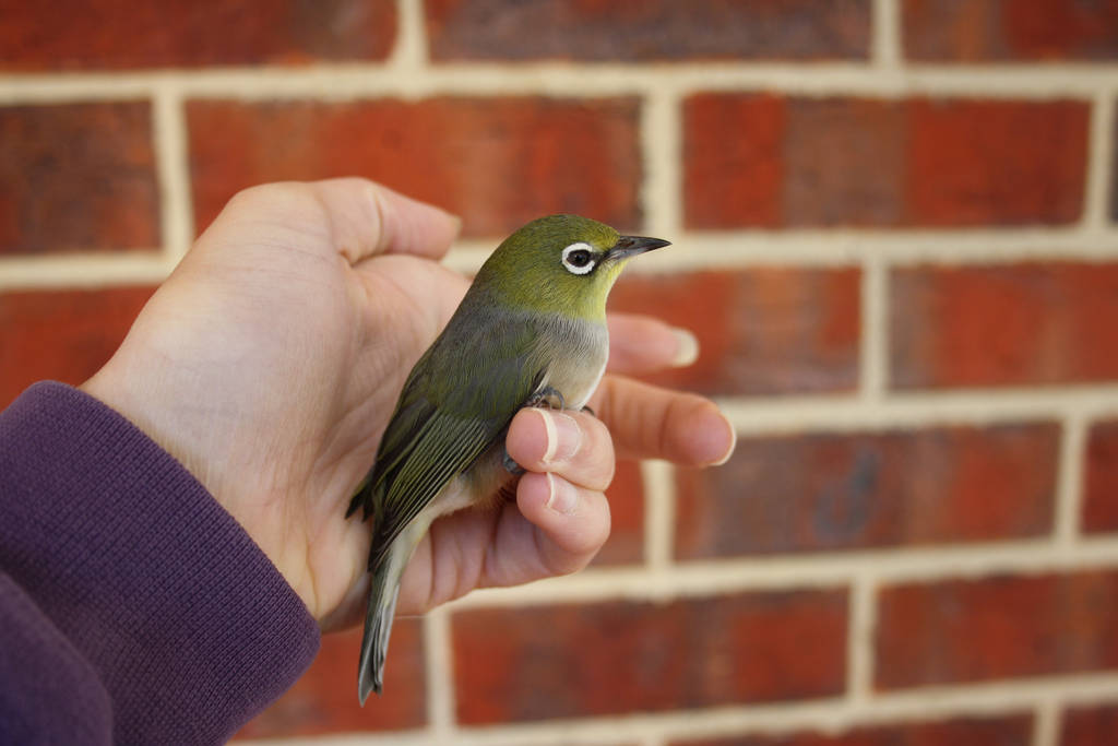 Little Silvereye by AliyaBloodHeart