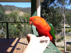 Male King Parrot