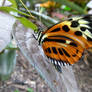 Orange and White Spotted Butterfly