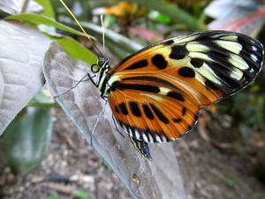 Orange and White Spotted Butterfly