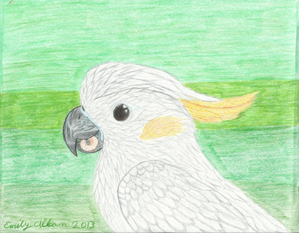 Carlitos the Cockatoo REDONE