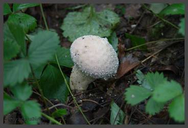 Puffball mushroom