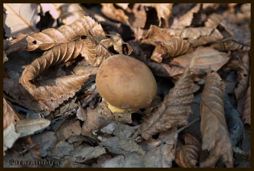 Boletus