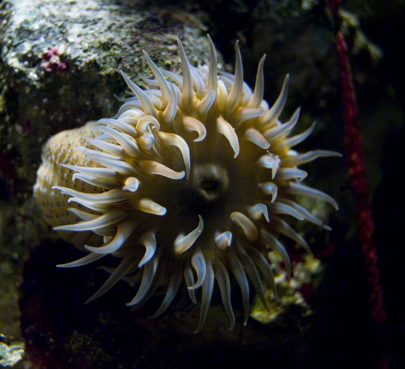 Rock Anemone2