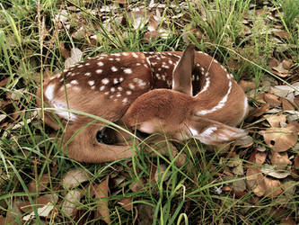 Lost Baby Deer