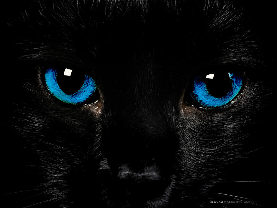 Black Cat with Blue Eyes by Cometsong on DeviantArt