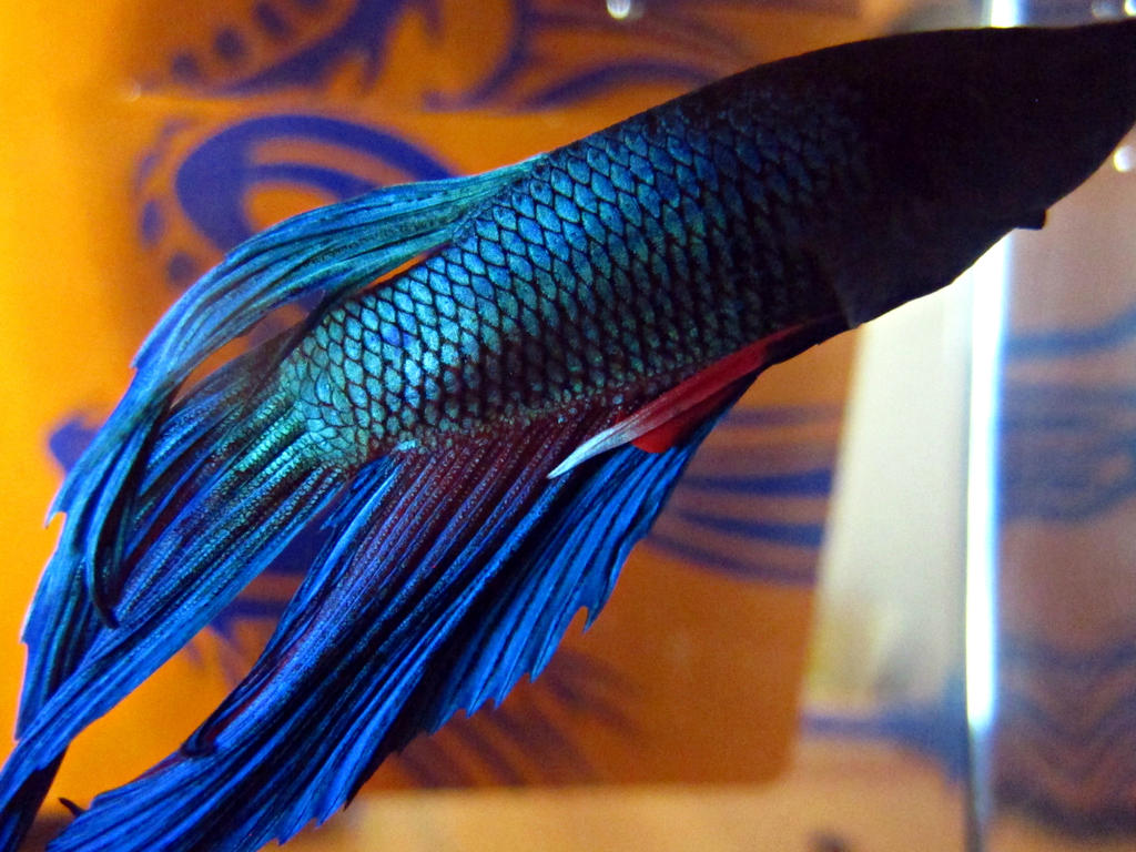 Alpha Betta