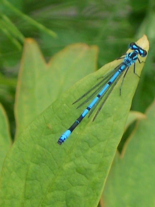 Azure Damselfly