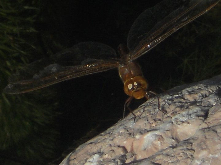 Brown Hawker