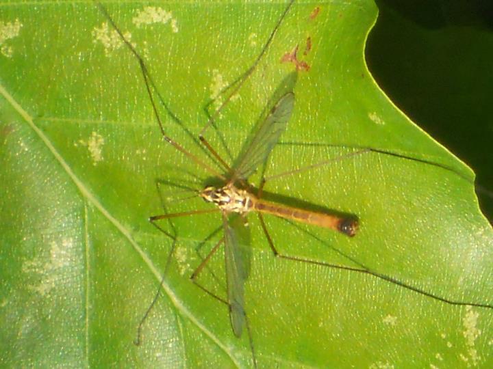 Crane Fly