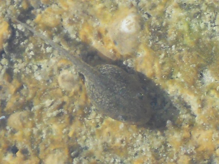 Tadpole