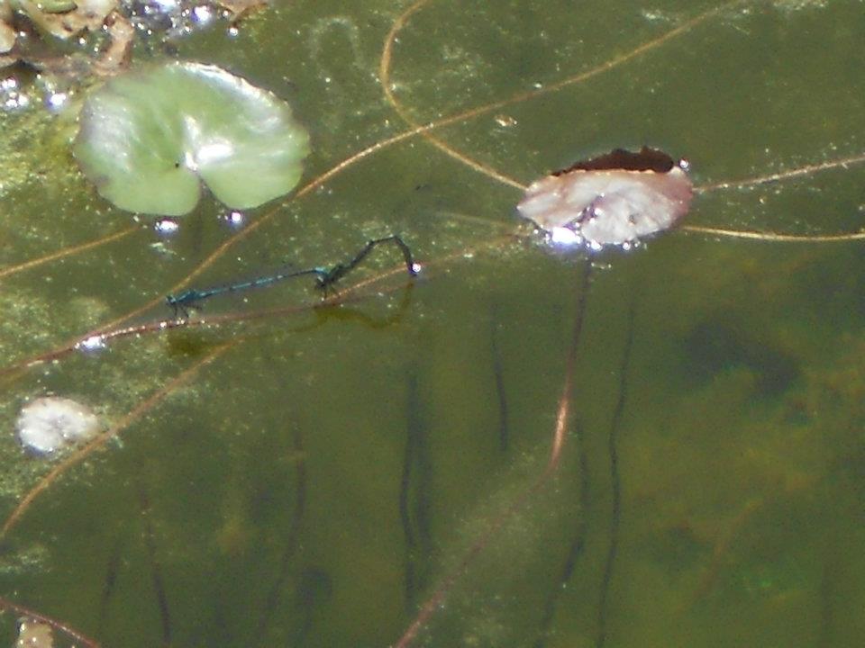 Two Azure Damselflys