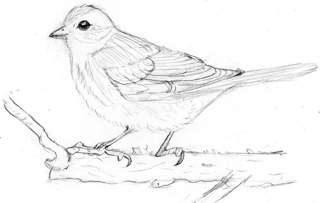 Рисунок птиц карандашом легкие. Нарисовать птицу. Птица карандашом. Рисование птиц карандашом. Рисунки птиц для срисовки.