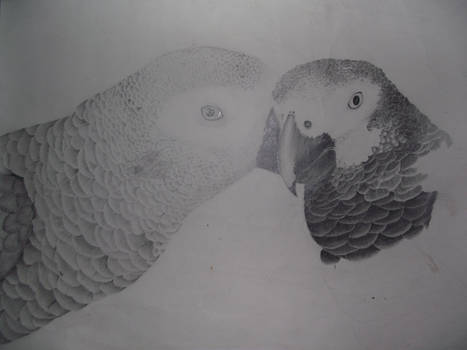 African grey love