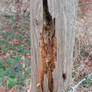 Decaying Fence Post, Cradle Hill