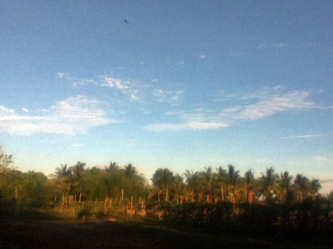 Coconut Fields