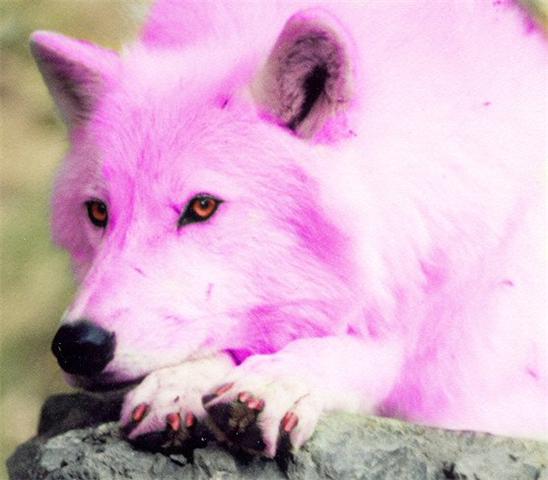 pink wolf by golenflyingfox on deviantart
