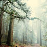Mystical forest background stock