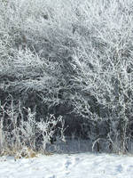 Frozen bushes Winter background STOCK 2