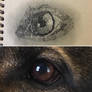 Sketch: Draco Eye Study