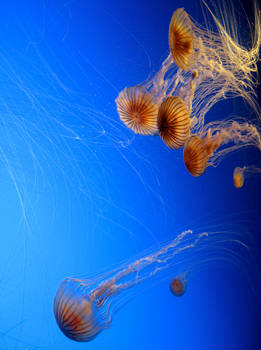 Jellyfish