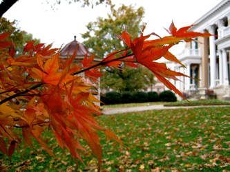 Fall Leave II