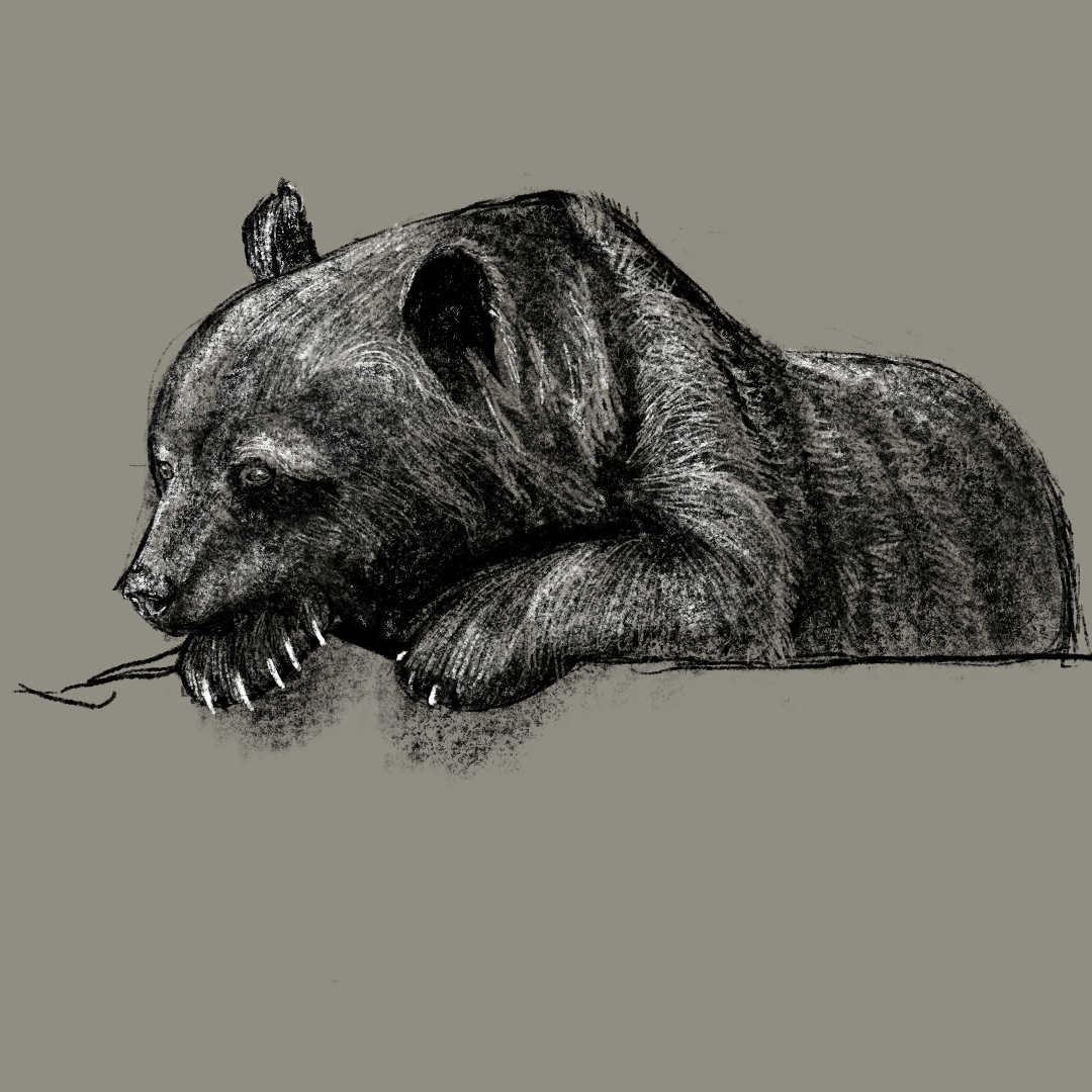 random bear 012 by heliddy on DeviantArt