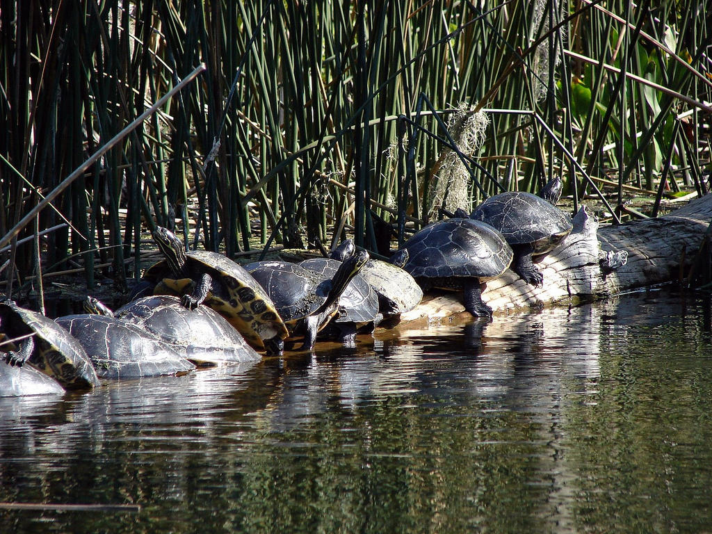 Sunbathing turtles