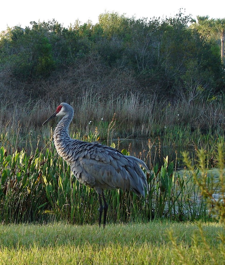 Sandhill Crane Came a Callin'