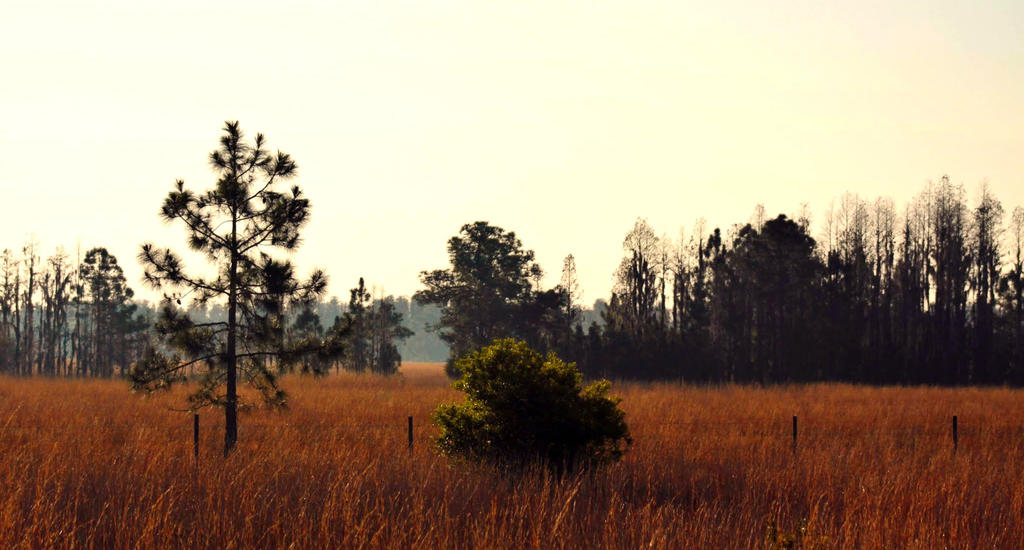 Fields of Gold