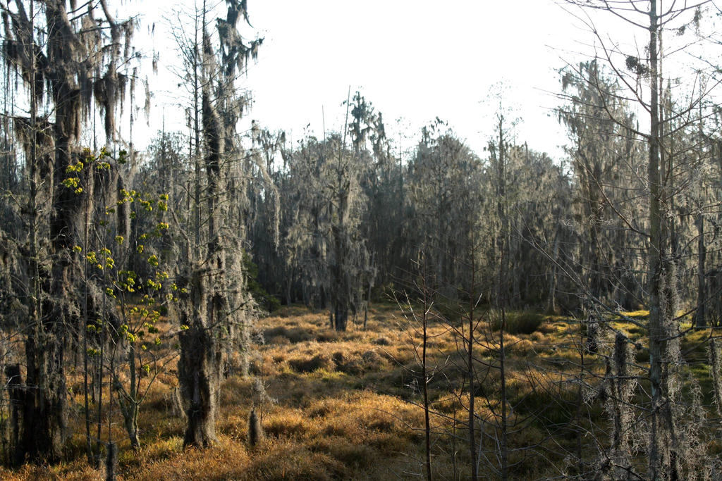 Breaking Dawn over the Swamp