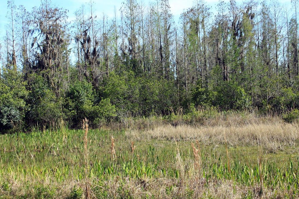 Winter drought takes its toll on the marshland