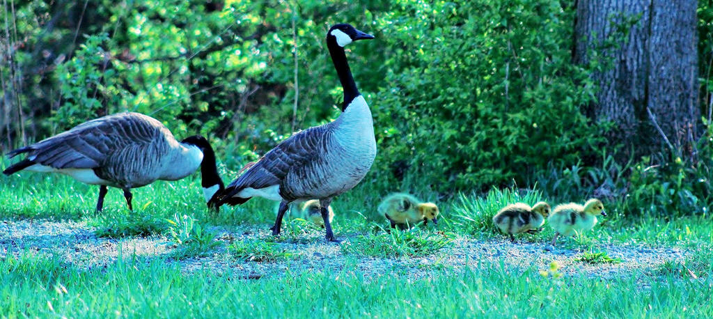 Spring Hatchlings