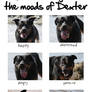 The moods of Dexter