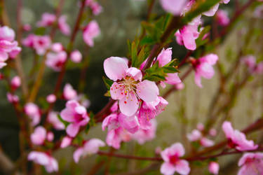 Cherry blossom