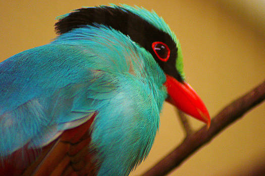 Colorful Bird