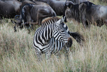 Zebra