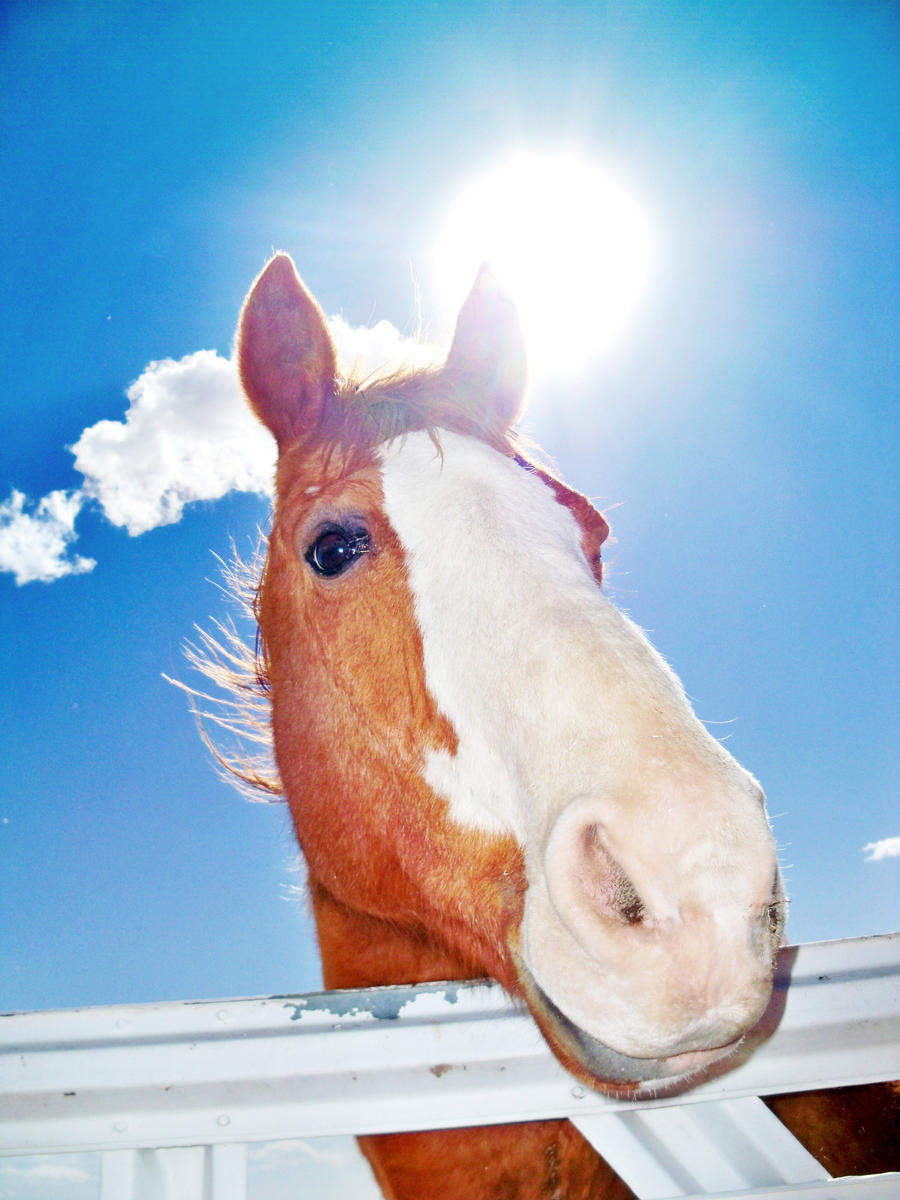 Equestrian Magnificence