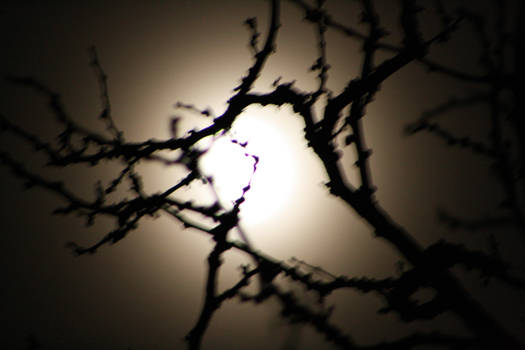 Moonlit Tree