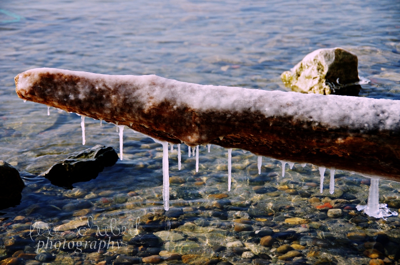 frozen branch at the lake