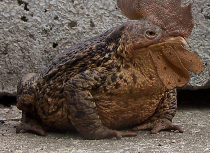 Spring Chicken Toad Chicken toad by MasterGnu on DeviantArt