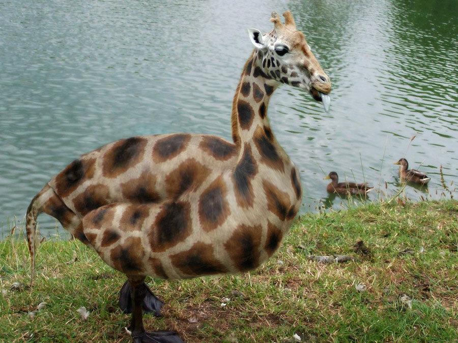 Giraffe Duck