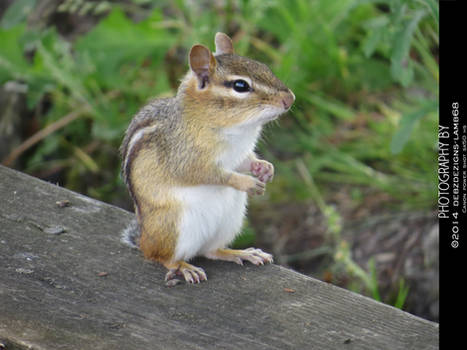 Chipmunk1