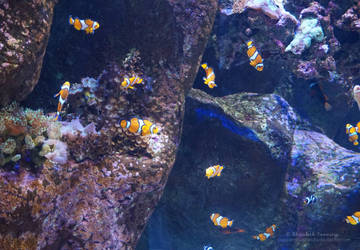 Aquarium Photo 4