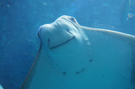 Aquarium Photo 9 - Smiling Ray says Hello