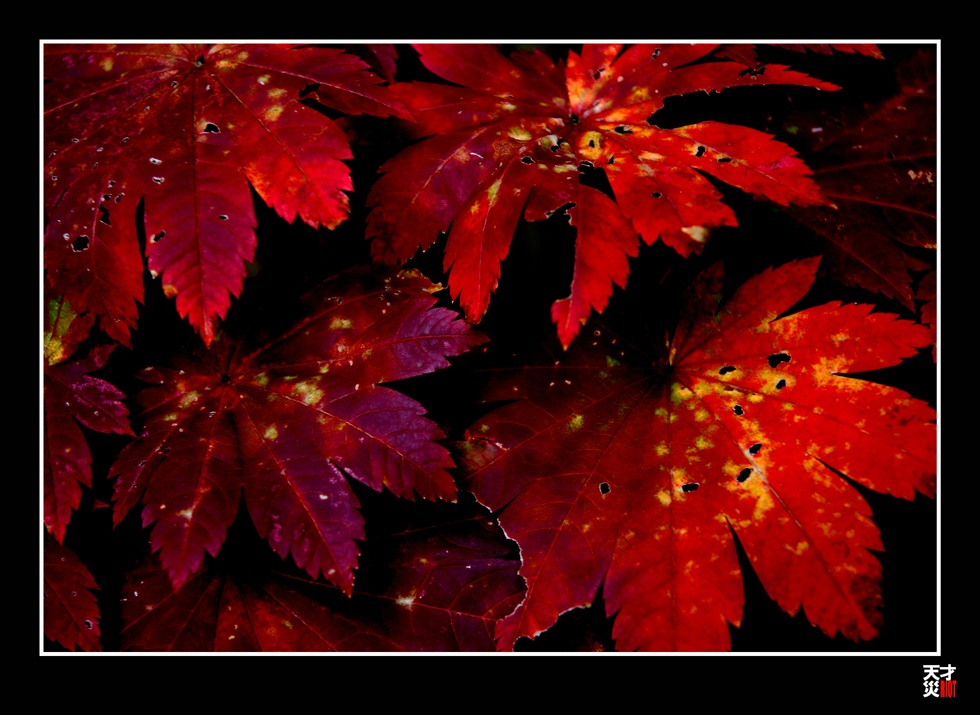 red leaves of fall