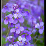 Purple Flowers