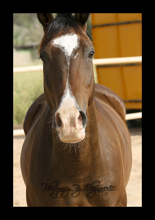 ...Police Horse...